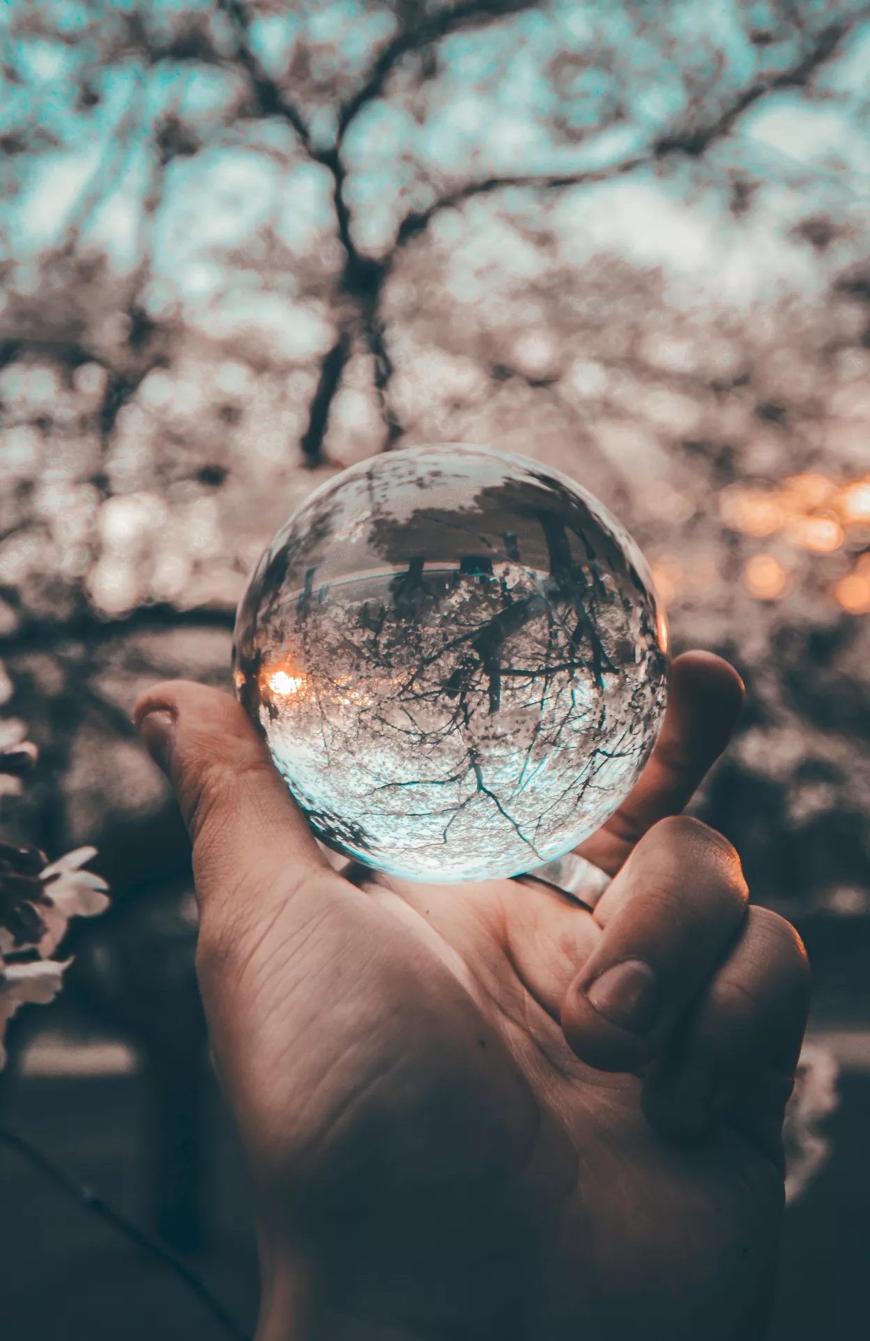 Glass sphere held up before a cherry blossom tree