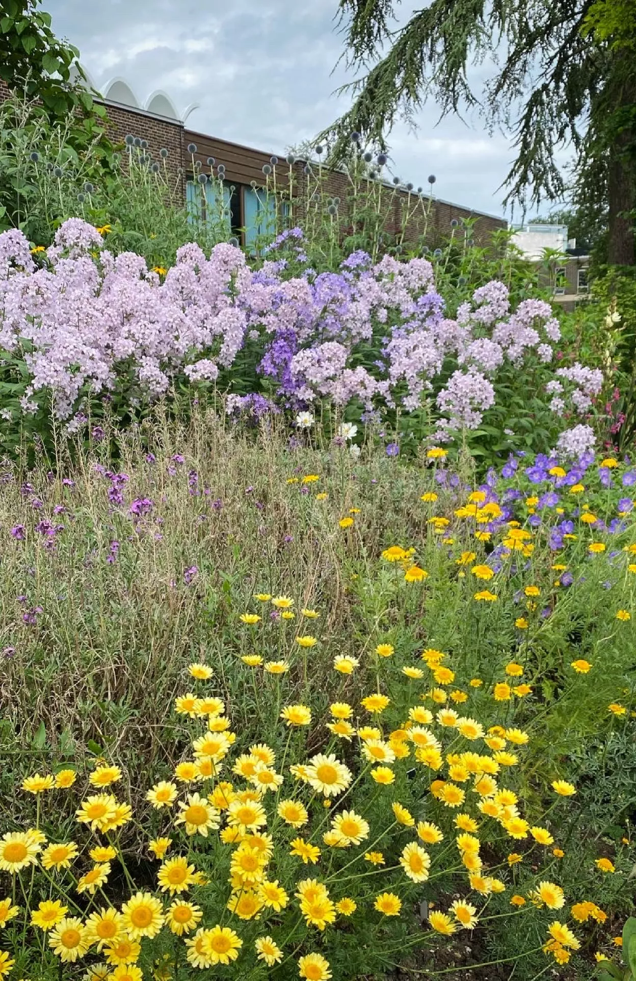 Explosion of yellow and purple flowers