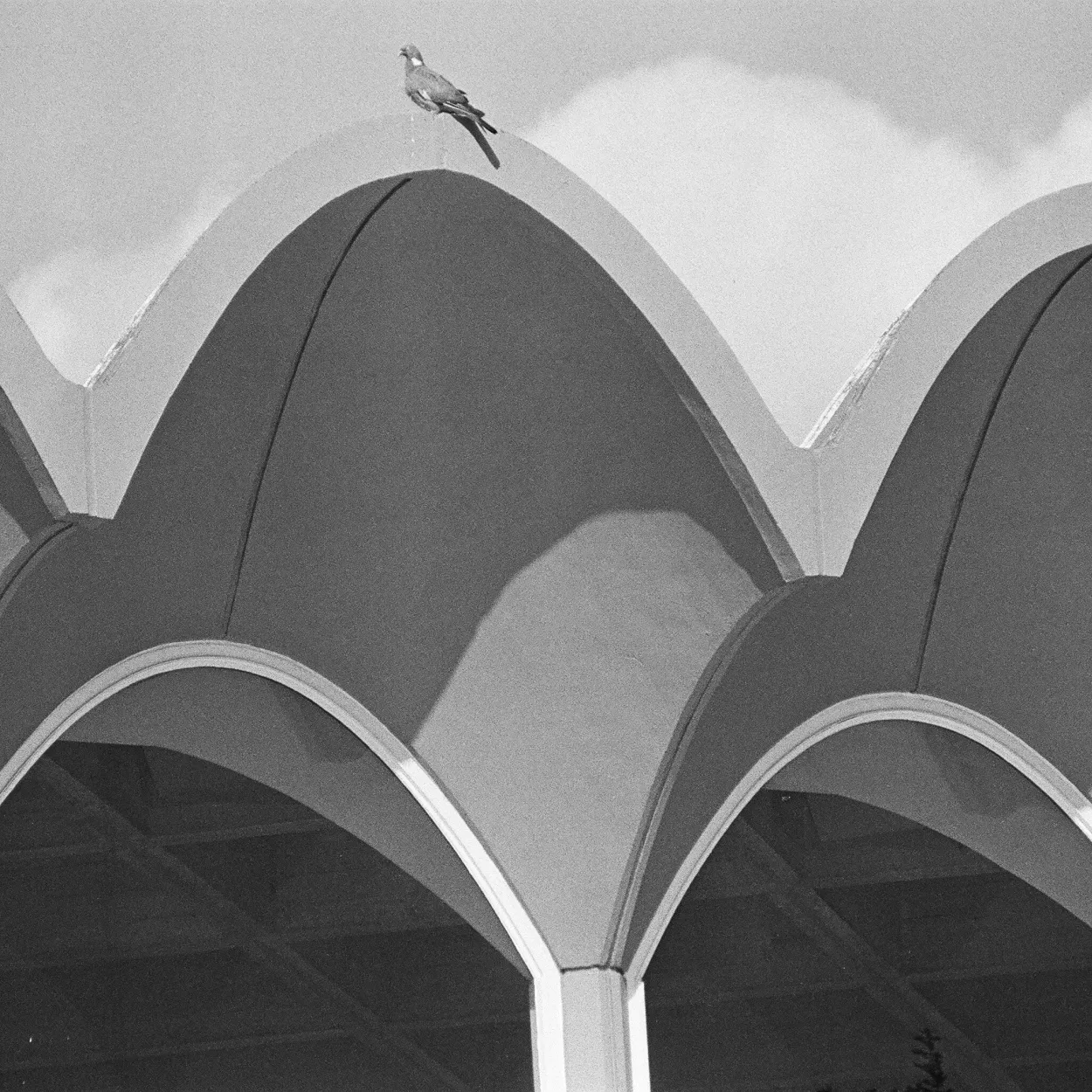 Greyscale image of the Lasdun roof with a pigeon