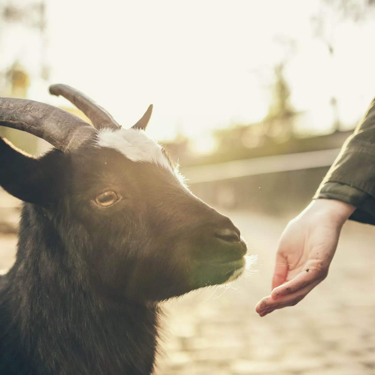 Hand reaching out to stroke goat