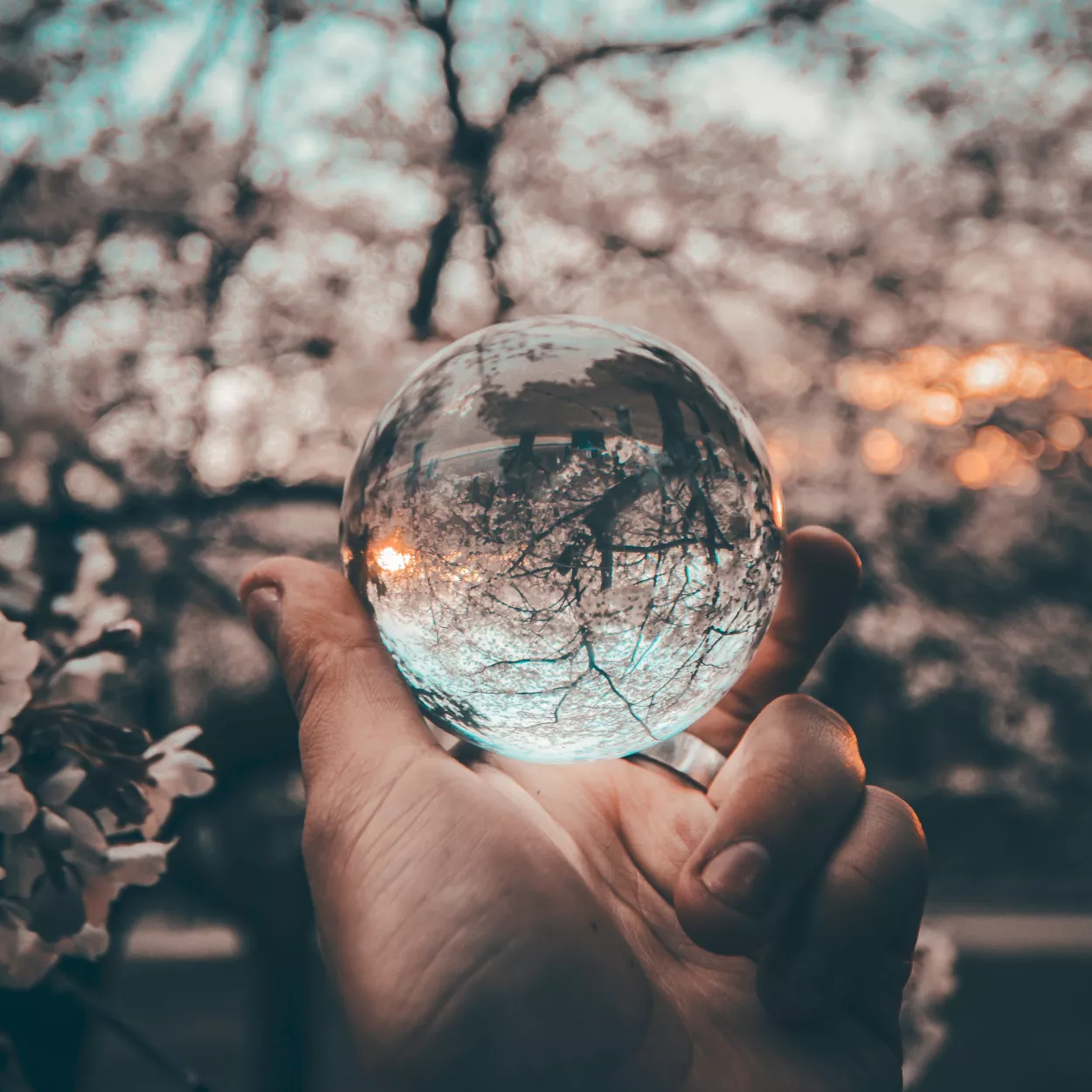 Glass sphere held up before a cherry blossom tree